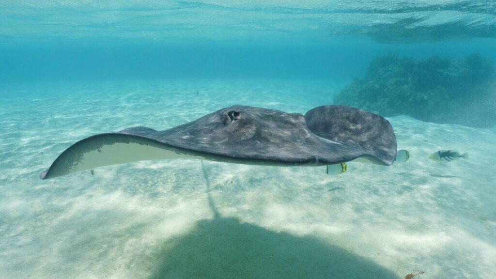 te anau : comprendre le secret des fonds marins de Polynésie