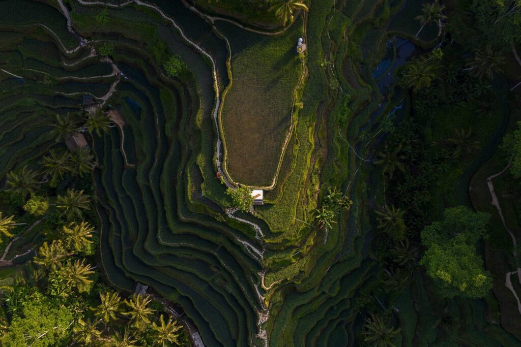 Munduk, trésor caché de Bali : que découvrir dans ce paradis montagnard ?