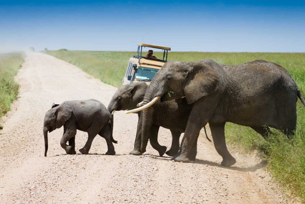 Combien coûte un safari en Tanzanie ?