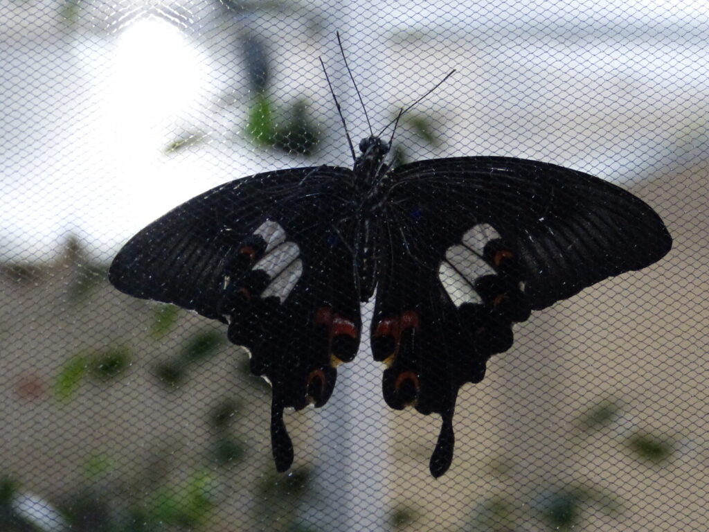 Quels mystères se cachent sur l&rsquo;île au papillon ?