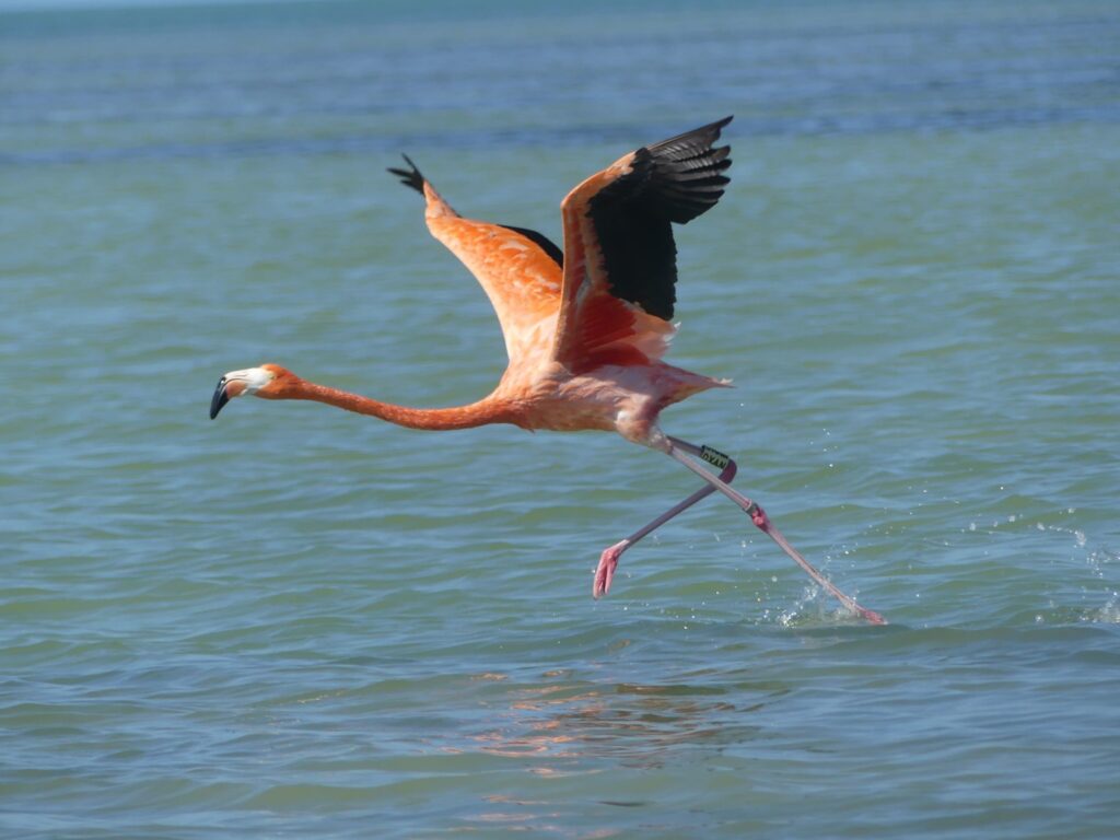 Celestun, un havre de paix pour les flamants roses au Mexique