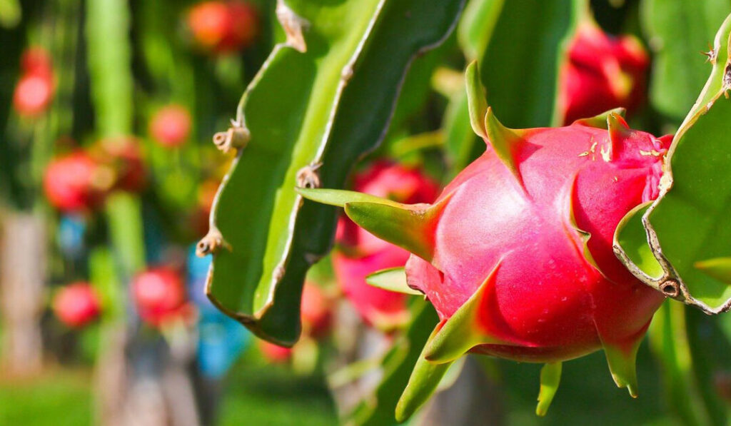 thanh long: le fruit du dragon vietnamien et ses secrets de saveur