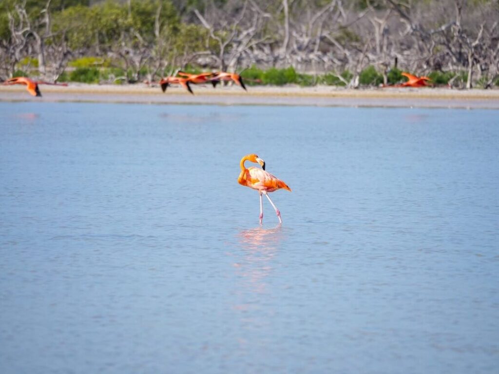 Découverte de Rio Lagartos, un sanctuaire d’oiseaux au Yucatán