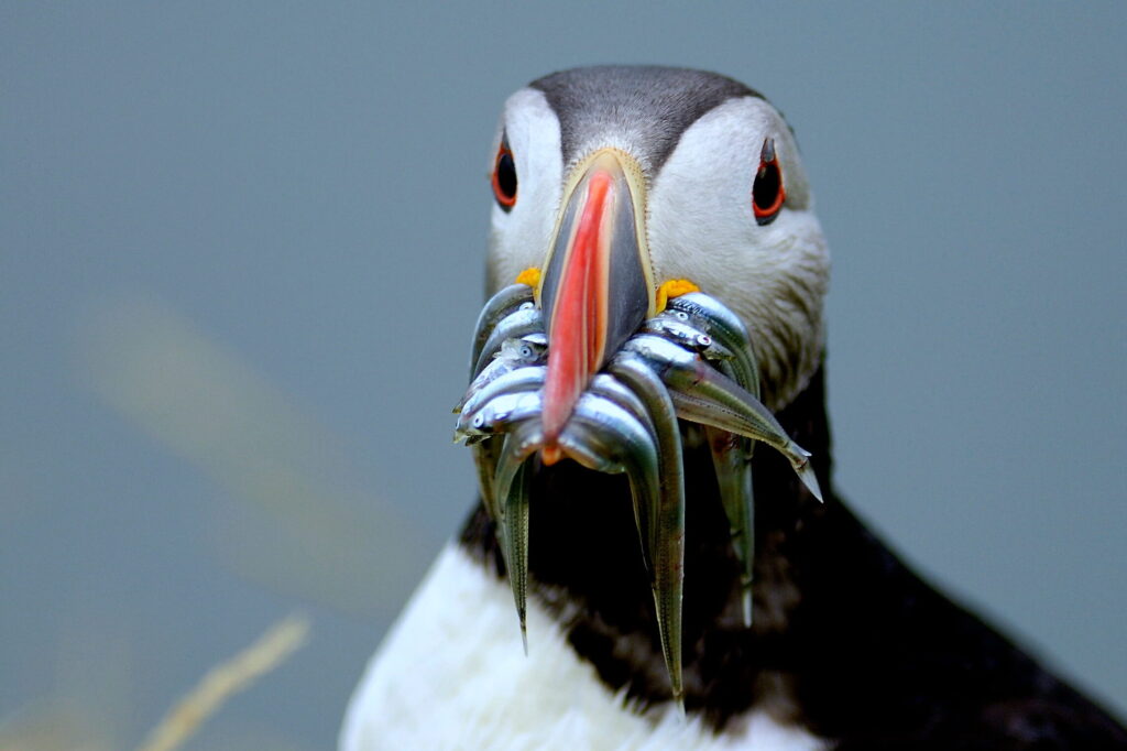 Découverte du monde ailé : quel est cet oiseau unique islandais ?