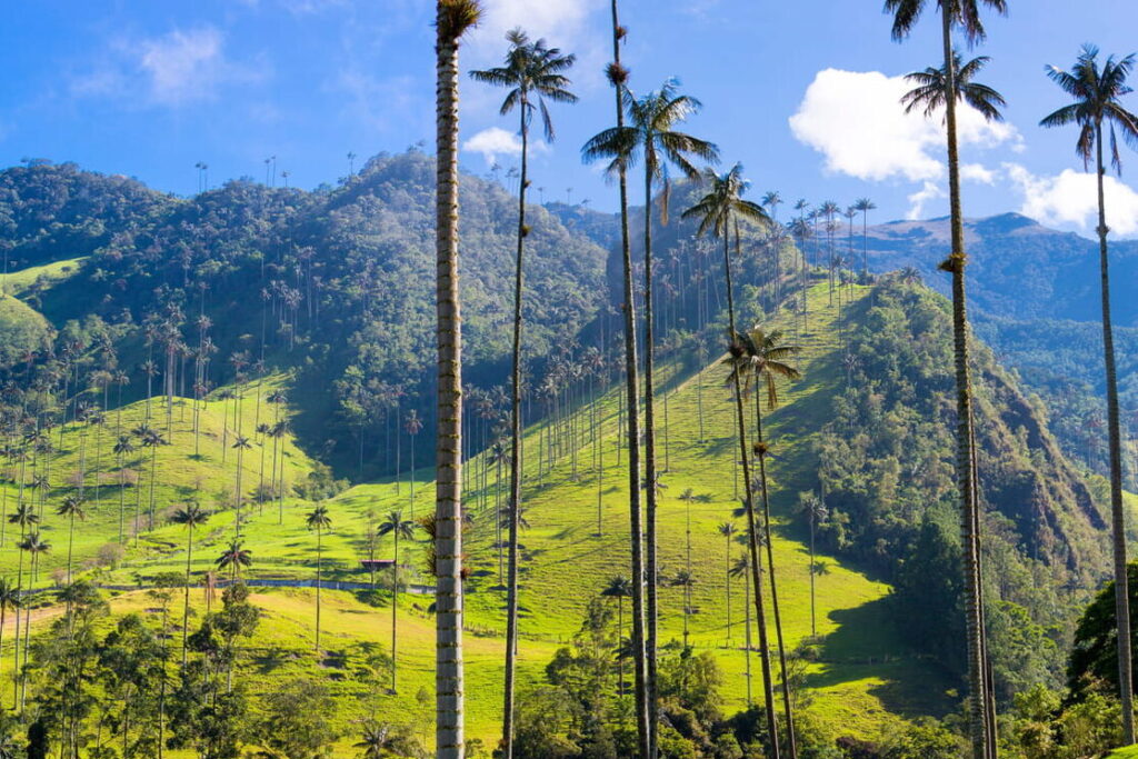 La vallée de Cocora : joyau naturel de la Colombie à ne pas manquer