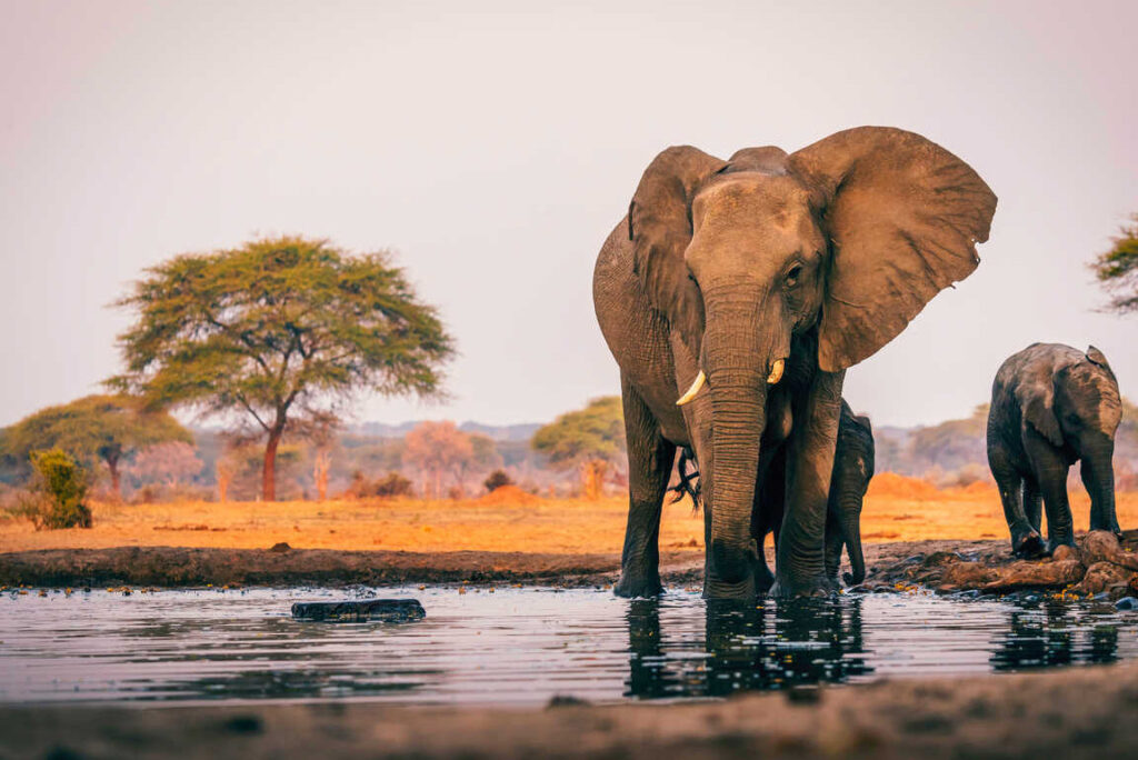Pourquoi un safari au Botswana devrait être votre prochaine aventure inoubliable ?