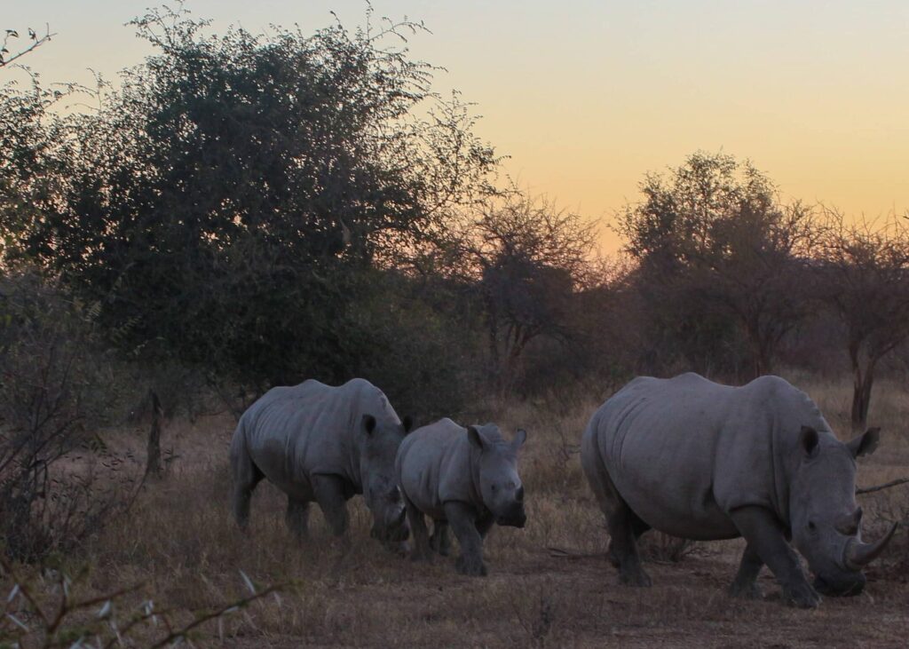 Limpopo: découvrez les trésors cachés de ce joyau sud-africain