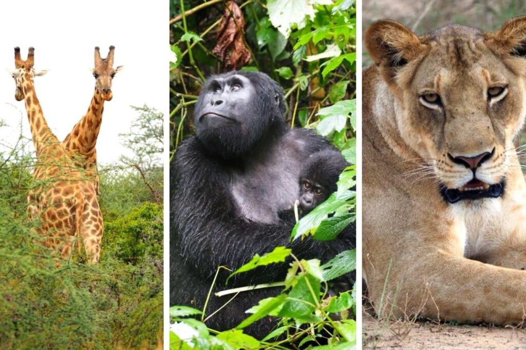 Safari en Ouganda : quel est le meilleur moment pour partir ?