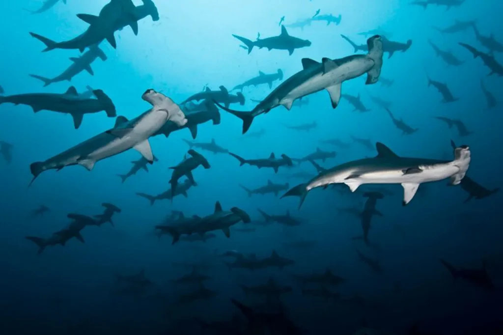 Y a-t-il des requins à Samara, au Costa Rica ?