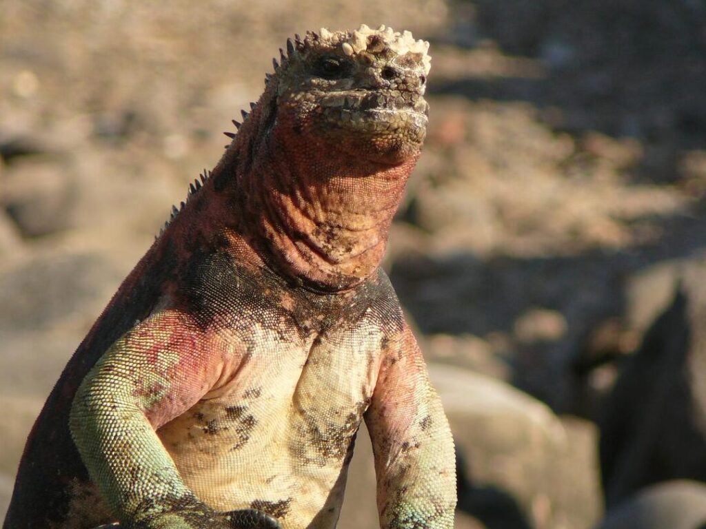 Découvrir les animaux uniques des Galápagos : une aventure inoubliable