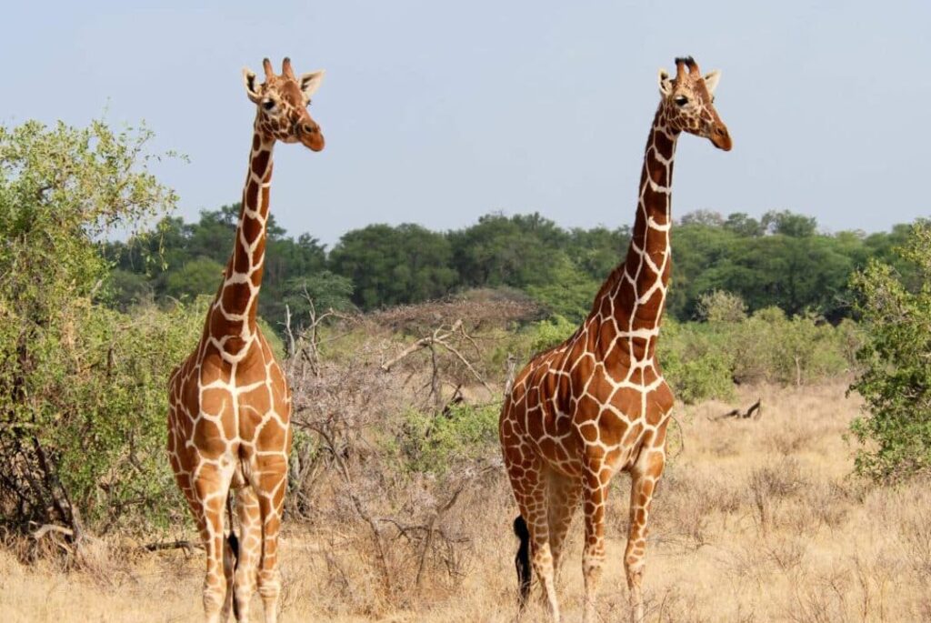 safari à Zanzibar : une aventure inoubliable dans la nature sauvage