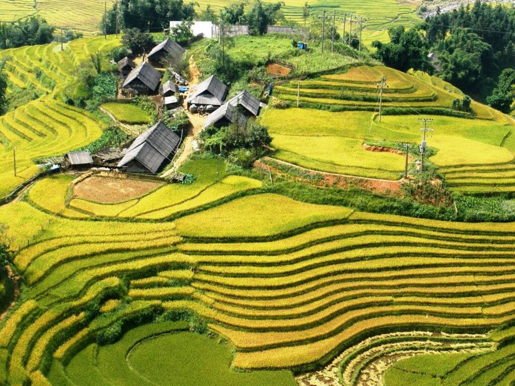 Voyage au cœur des rizières du Vietnam : un tableau vivant de cultures ancestrales